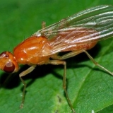 Mrkva muha: kako se nositi s njom